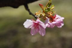 春寒　河津桜