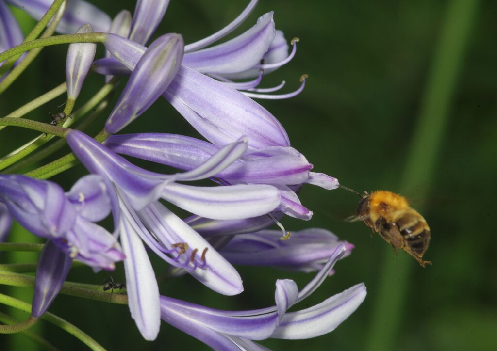 行秋　ミツバチ　Ⅱ