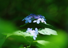 向暑　アジサイ