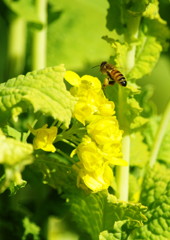 春を探して　ミツバチ