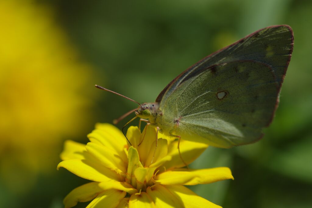 モンシロチョウ