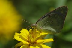 モンシロチョウ