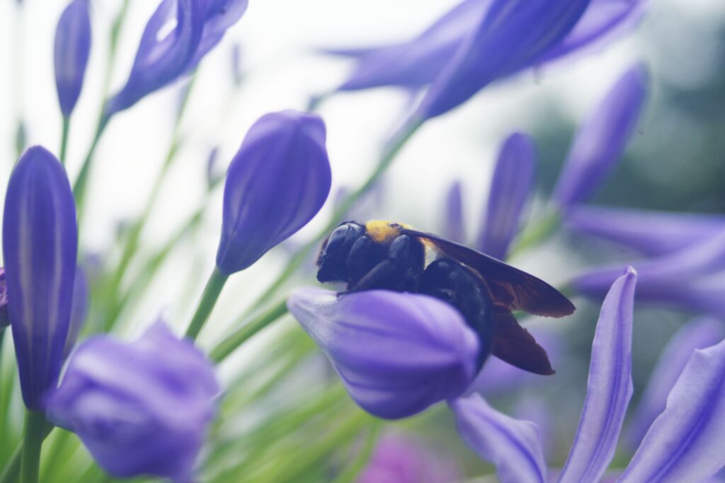 蝉時雨　アガバンサツ