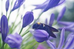 蝉時雨　アガバンサツ