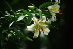 青楓　ヤマユリ