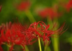 秋思　ヒガンバナ