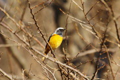 野鳥を探して　ジョウビタキ♂