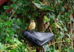 野鳥を探して　ジョウビダキ