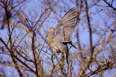 野鳥を探して　ハト　Ⅱ