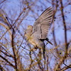 野鳥を探して　ハト　Ⅱ