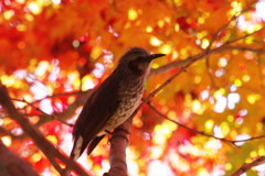 野鳥を探して　ヒヨドリ