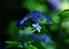 向暑　アジサイ　Ⅱ