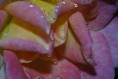 行秋　バラ　Ⅱ