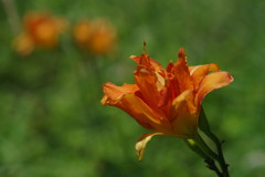 初夏　ヤブカンゾウ