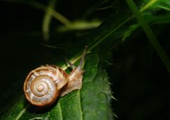 蝉時雨　カタツムリ