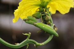 弱肉強食　カマキリ