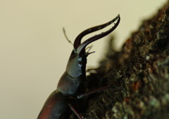 虫達を追って　ノコギリクワガタ　Ⅱ