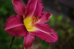 寒露　花の名？？？　Ⅱ