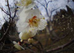 春光　梅一輪