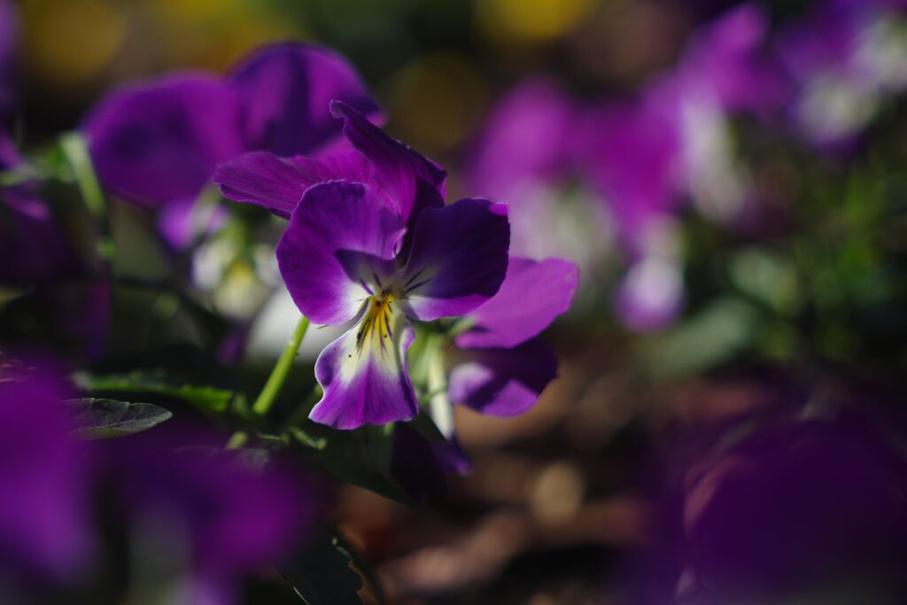 極月　パンジー