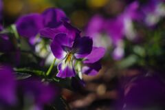 極月　パンジー