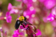 虫達を追って　クマバチ　Ⅱ
