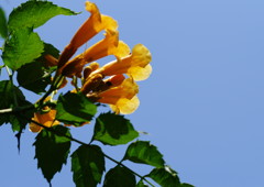 晩夏　ノウゼンカズラ