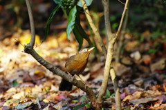 野鳥を探して　ガビチョウ　Ⅲ