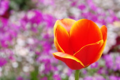 春を探して　チュウリップ