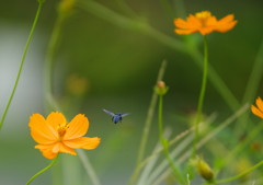 小さな虫達　ルリモンハナバチ　Ⅱ