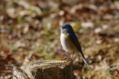 野鳥を探して　ルリビタキ