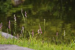 仲夏　ねじりばな