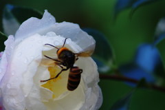 虫達を追って　スズメバチ