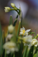 春光　水仙