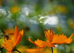 キバナコスモス