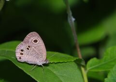 蝉時雨　ヒメウラナミジャノメ