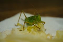 路傍　キリギリス　Ⅱ