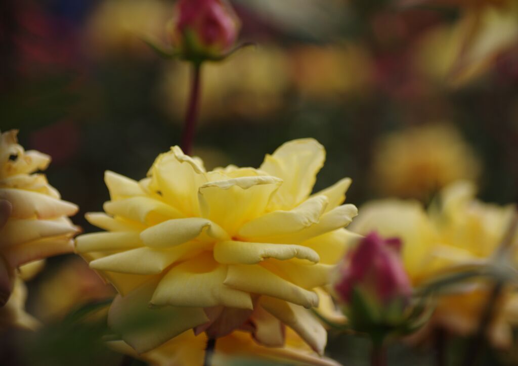 薔薇