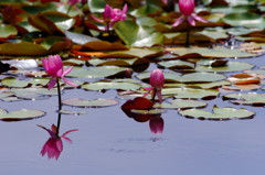 初夏を探して　スイレン　Ⅱ