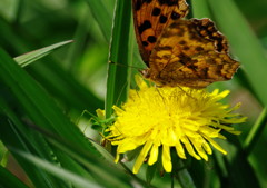 虫達を追って　バッタの赤ちゃん