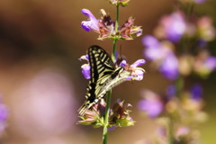 花と虫達　アゲハチョウ　Ⅱ