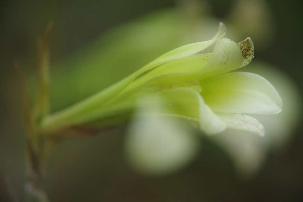 晩夏　ウバユリ　Ⅱ
