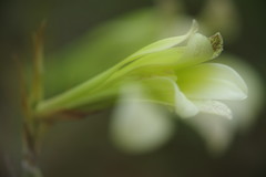 晩夏　ウバユリ　Ⅱ