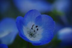 晩春　ネモフィラ