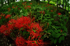 虫時雨　曼珠沙華