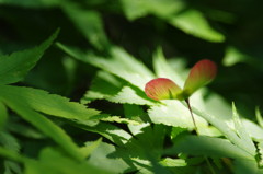 春爛漫　カエデ