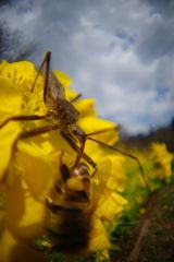 春光　ミツバチとサシガメ 　Ⅳ