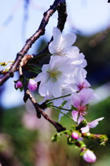 　秋の花　ジュウガツサクラ