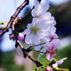 　秋の花　ジュウガツサクラ