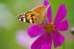 初秋　ツマグロヒョウモン？